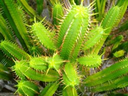 Euphorbia pentagona
