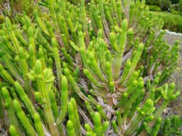 Euphorbia pentagona