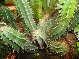 Euphorbia perangusta