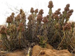Euphorbia perangusta in marching formation