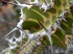 Euphorbia perangusta paired spines