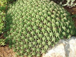 Euphorbia pulvinata