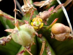 Euphorbia pulvinata flowers and fruits
