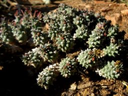 Euphorbia ramiglans now E. caput-medusae