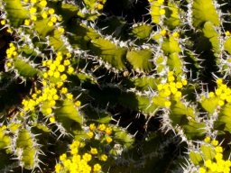 Euphorbia restricta blooming in winter