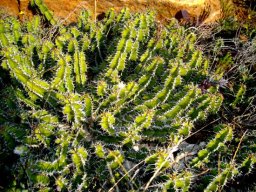 Euphorbia restricta