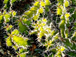 Euphorbia restricta