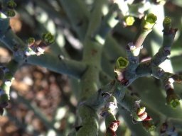 Euphorbia rhombifolia flowers