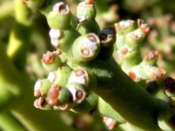Euphorbia rhombifolia fruit