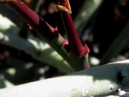 Euphorbia rhombifolia red new growth