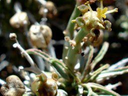 Euphorbia rudis showing cyathia