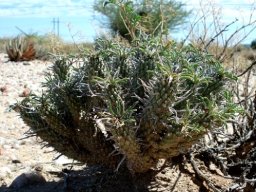 Euphorbia rudis