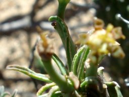 Euphorbia rudis leaves and cyathia at the stem top