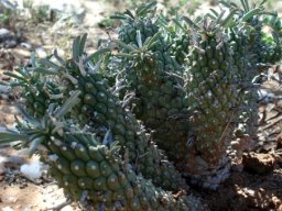 Euphorbia rudis showing typical stem surfaces