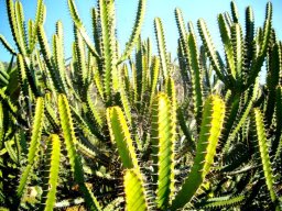 Euphorbia sekukuniensis resembling a cheering crowd