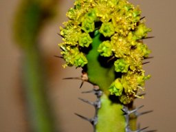 Euphorbia sekukuniensis flowering strongly