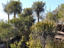 Euphorbia sekukuniensis