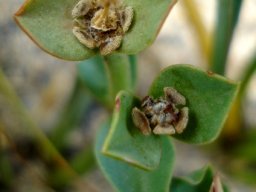 Euphorbia silenifolia withering cyathia