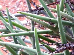 Euphorbia spinea healthy stem-tips