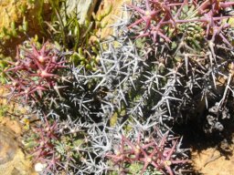 Euphorbia stellispina young red spines