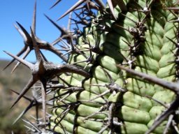 Euphorbia stellispina spines