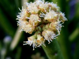 Euphorbia tirucalli pink and white cyathia