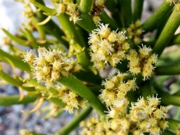Euphorbia tirucalli yellow cyathia