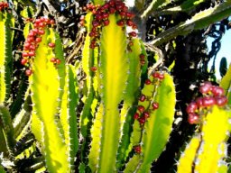 Euphorbia triangularis