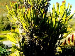 Euphorbia triangularis