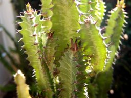 Euphorbia trigona