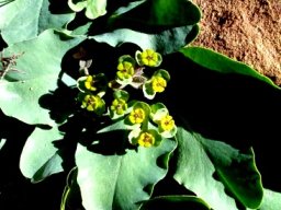 Euphorbia tuberosa cyathia