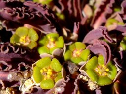 Euphorbia tuberosa cyathia and leaves