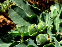 Euphorbia tuberosa leaves