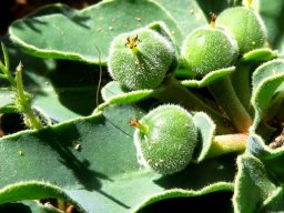 Euphorbia tuberosa green fruit