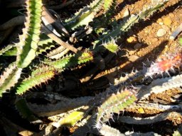 Euphorbia vandermerwei