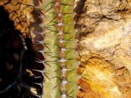 Euphorbia vandermerwei stem