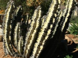 Euphorbia virosa