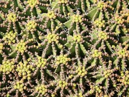 Euphorbia pulvinata in flower