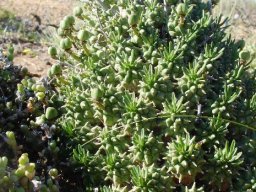 Euphorbia multiceps with some three-lobed green fruit