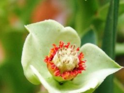 Euphorbia hamata near Komaggas