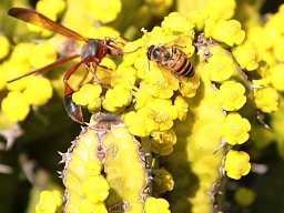 Euphorbia flower, maybe enopla