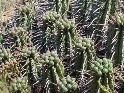 Euphorbia ferox 