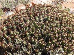 Euphorbia enopla