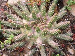 Euphorbia gamkensis of Calitzdorp