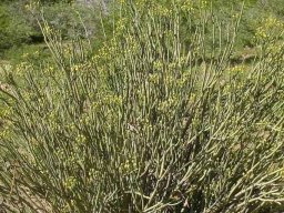 Euphorbia mauritanica old bush