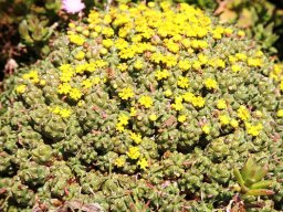 Euphorbia species, a vingerpol
