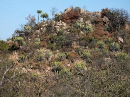 Euphorbia