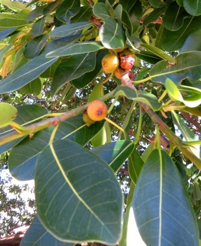 Ficus