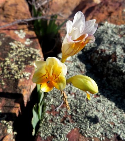 Freesia occidentalis that rocks