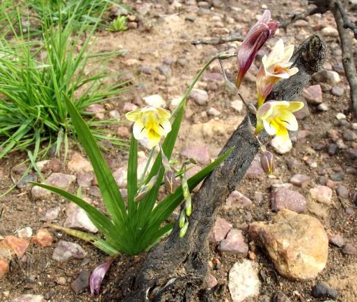 Freesia refracta